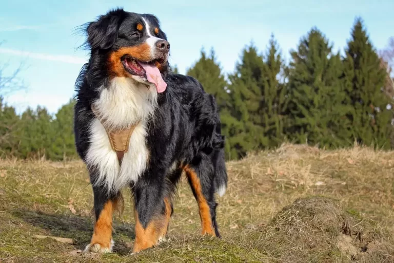 Berneński pies pasterski – charakterystyka rasy