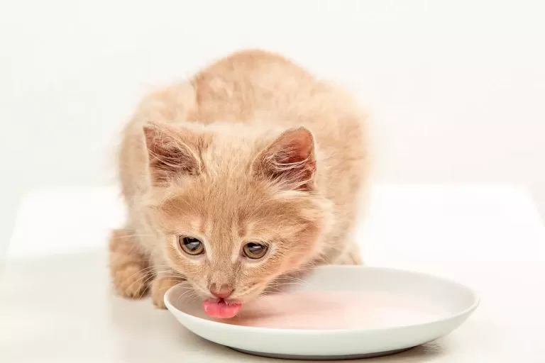 Czy kot może pić mleko?