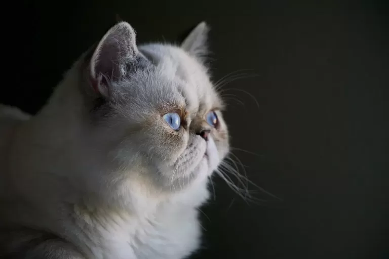 Kot perski – charakterystyka rasy