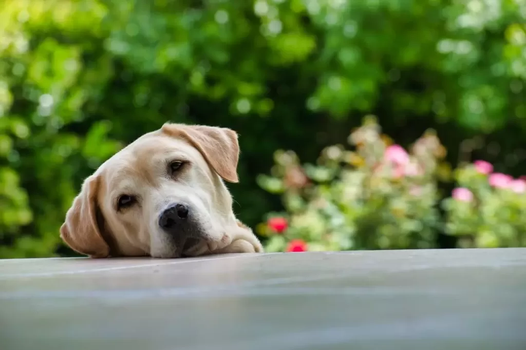 Labrador retriever – charakterystyka rasy psa