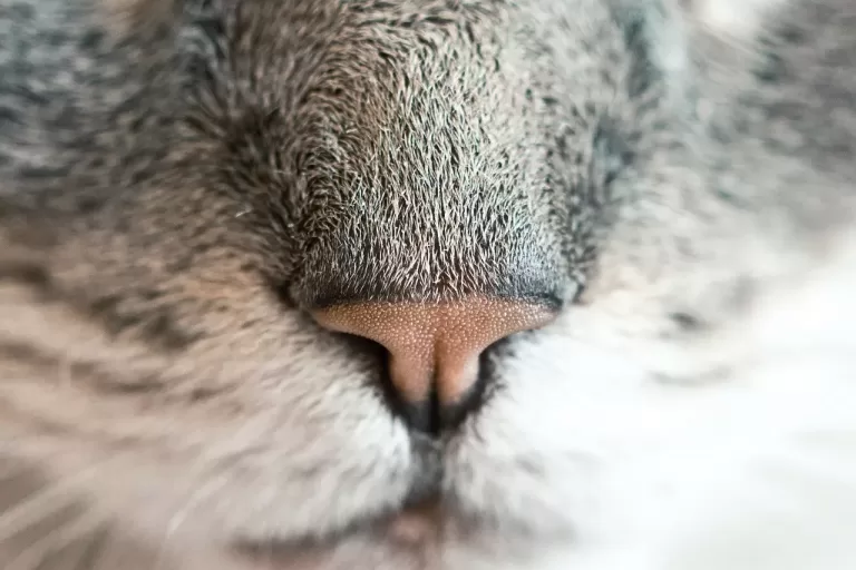 Nosówka u kota. Jak przebiega panleukopenia?