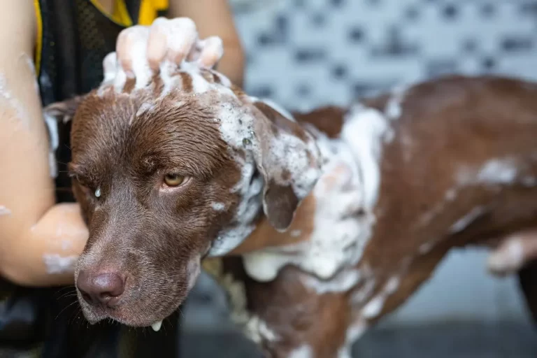 Mycie psa. Jak często i czym myć psa?
