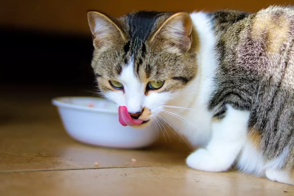 Ile powinien jeść kot?