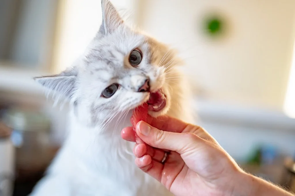 Czy kot może jeść surowe mięso?