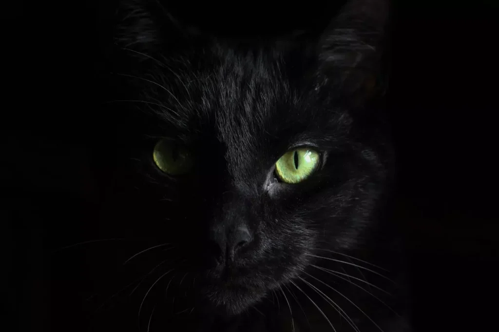 Jak widzi kot w nocy? Jak sobie radzi w ciemnościach?
