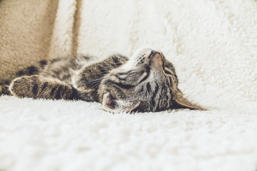 Kot ze złamaną łapą – jak się nim zaopiekować?
