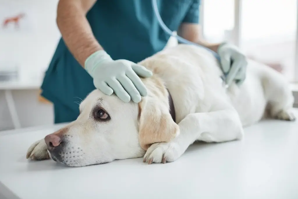 Lekarz weterynarii radzi, jak dbać o wątrobę u psa